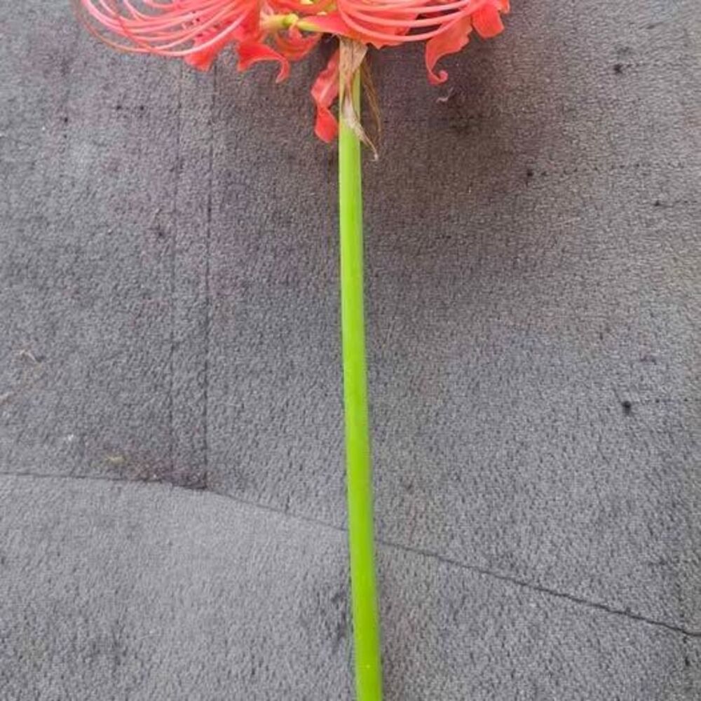2 Red Spider Lily Flowers
